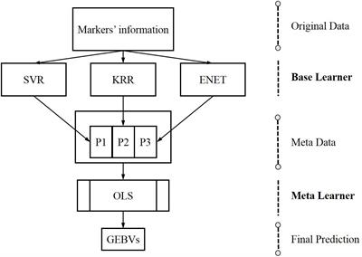 A Stacking Ensemble Learning Framework for Genomic Prediction